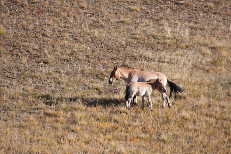 Takhi And Colt